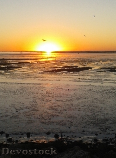 Devostock Seagull Nature Sunset Sunset