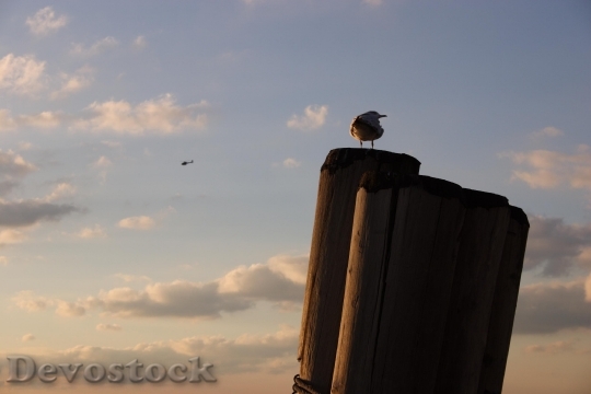 Devostock Seagull On Mooring Post