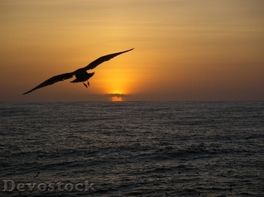 Devostock Seagull Silhouette Flying Sky