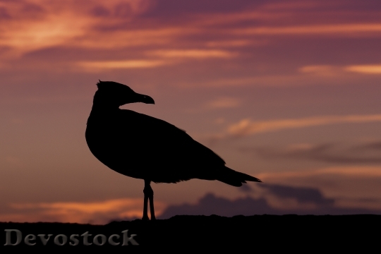 Devostock Seagull Sunset Nature Bird