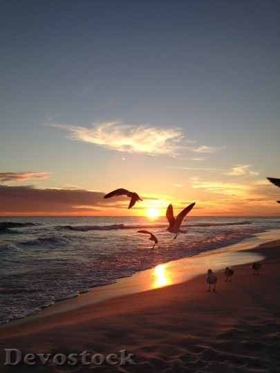 Devostock Seagulls Sunset Beach Sea