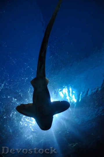 Devostock Shark Fish Hammerhead Shark Aquarium 67854.jpeg