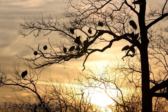 Devostock Silhouette Tree Birds Dusk