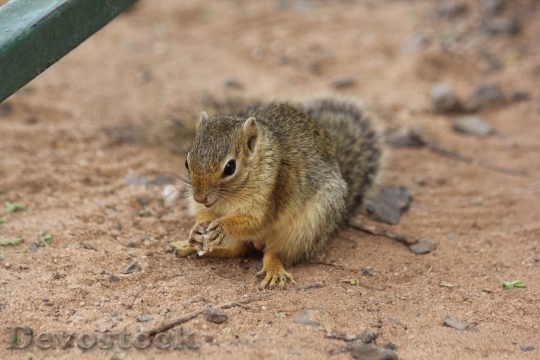 Devostock Squirrel Africa Tanzania Tarangire