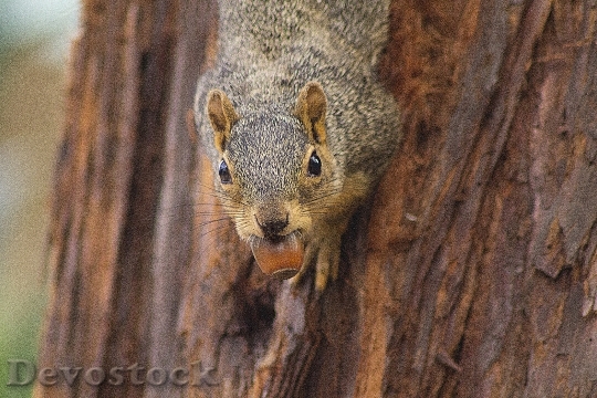 Devostock Squirrel Animal Acorn Tree