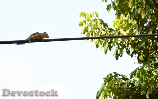 Devostock Squirrel Animal Electric Wire