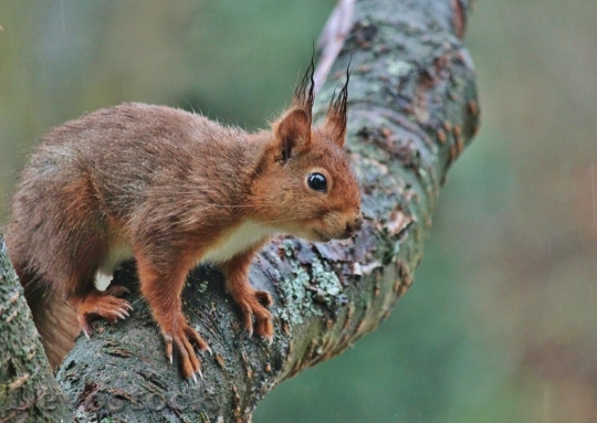 Devostock Squirrel Animal Nager Rodent