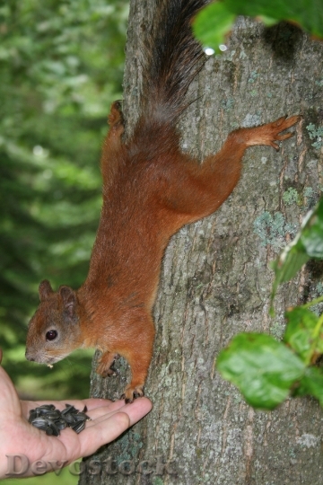 Devostock Squirrel Animal Protein Feeding