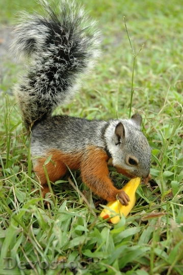 Devostock Squirrel Animal Rodent 1364227