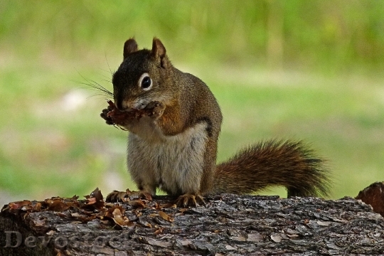 Devostock Squirrel Animal Rodent Wildlife