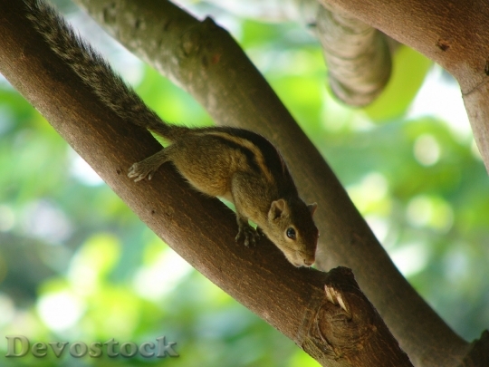 Devostock Squirrel Animal Wild 396871