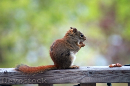 Devostock Squirrel Animal Wild Eating