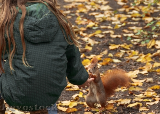Devostock Squirrel Animals Autumn Feed Little Girl