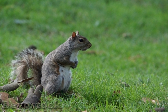 Devostock Squirrel Animals Cute Lawn 0