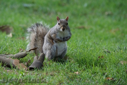 Devostock Squirrel Animals Cute Lawn