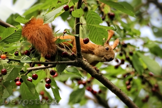 Devostock Squirrel Cherries Tree Sour