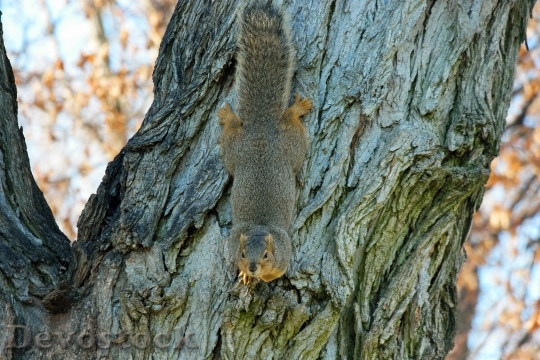 Devostock Squirrel Chipmunk Rodent Animal