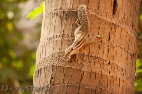 Devostock Squirrel Climbing Down Coconut 0