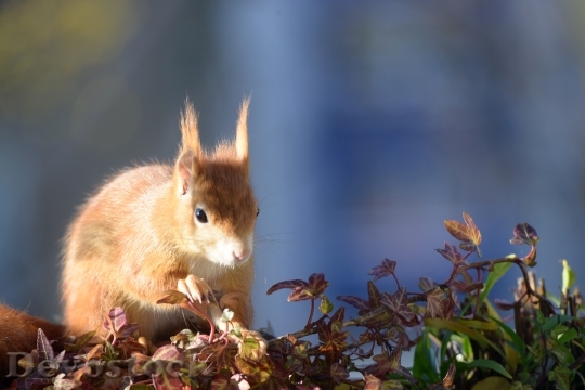 Devostock Squirrel Croissant Autumn Furry
