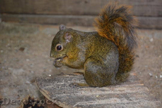 Devostock Squirrel Croissant Nut Nibble