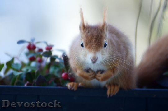 Devostock Squirrel Croissant Rodent Nager