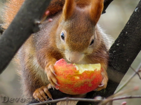 Devostock Squirrel Cute Croissant Eat 0