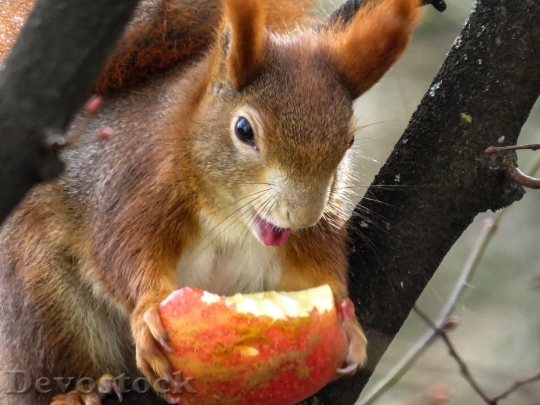 Devostock Squirrel Cute Croissant Eat