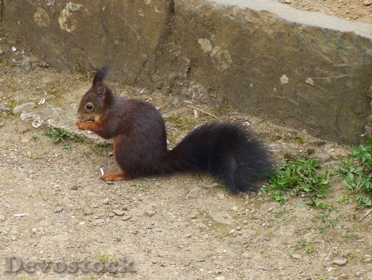 Devostock Squirrel Cute Croissant Nager