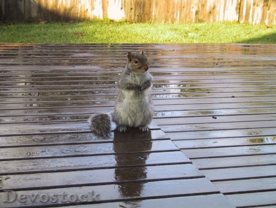 Devostock Squirrel Deck Cute Fur