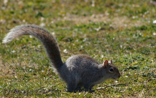 Devostock Squirrel Druid Hill Park