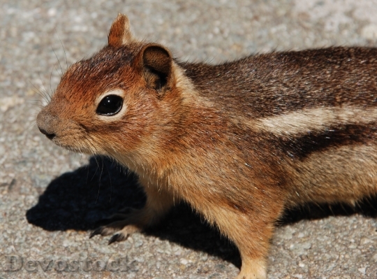 Devostock Squirrel Fauna Rodent Mammal
