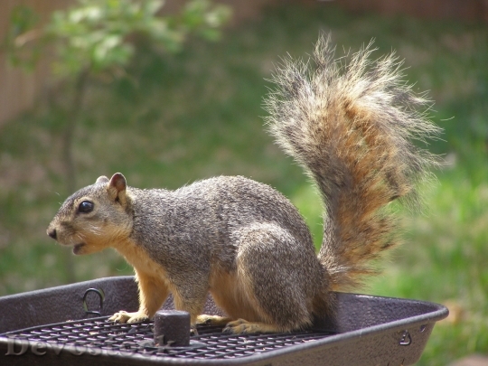 Devostock Squirrel Feeder Animal Nature