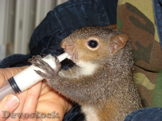 Devostock Squirrel Feeding Baby Nature