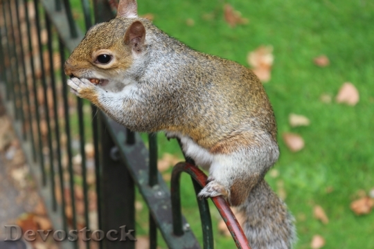 Devostock Squirrel Fence Animal 1664992