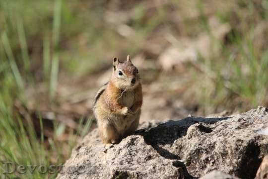 Devostock Squirrel Flagstaff Az 1530822