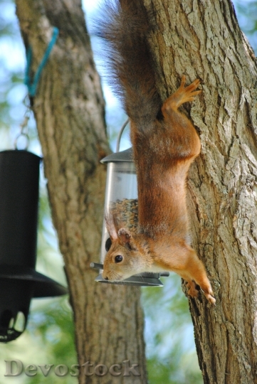 Devostock Squirrel Food Thief Bird