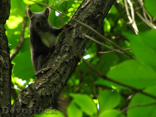Devostock Squirrel Forest Animal 113599
