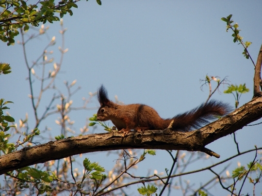 Devostock Squirrel Forest Red Rodent