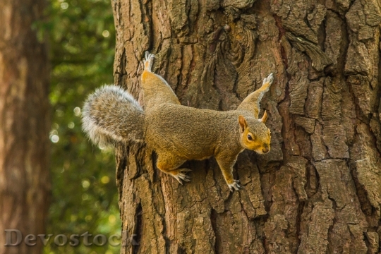 Devostock Squirrel Forest Tree 845125