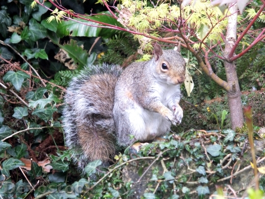 Devostock Squirrel Garden Grey Vermin