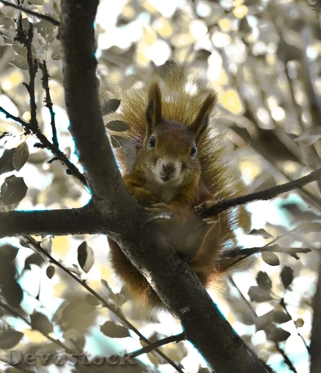 Devostock Squirrel Garden Time Year 0