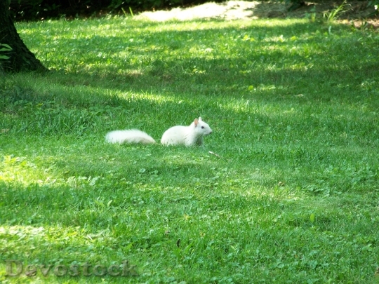 Devostock Squirrel Grass Lawn Wildlife