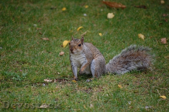 Devostock Squirrel Grey Animal Park 0