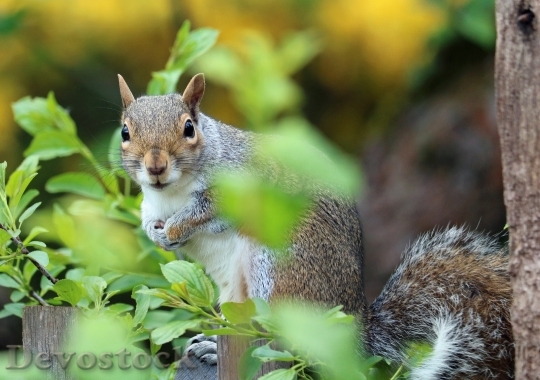 Devostock Squirrel Grey Brown Fur 1