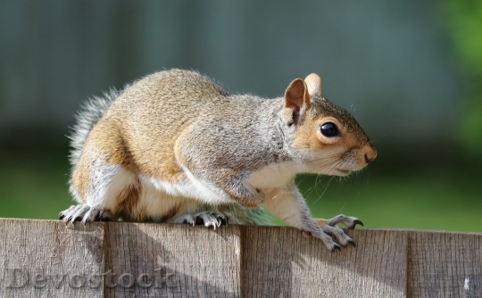 Devostock Squirrel Grey Brown Fur 2