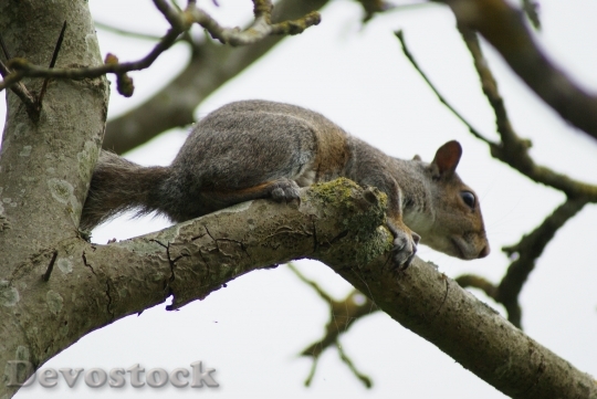 Devostock Squirrel Grey Rodent Wildlife 0