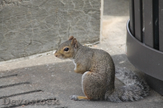 Devostock Squirrel Hunched Sitting Cute