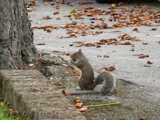 Devostock Squirrel London England City