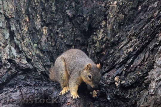 Devostock Squirrel Mammals Rodent Animal