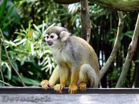 Devostock Squirrel Monkey Monkey Climb